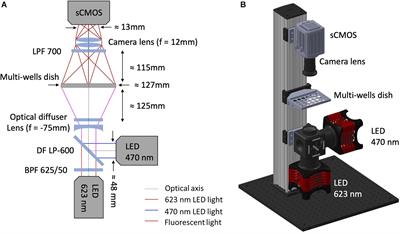 Fast Optical Investigation of Cardiac Electrophysiology by Parallel Detection in Multiwell Plates